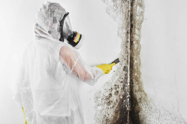 Best Home Mold Removal  in Abram, TX