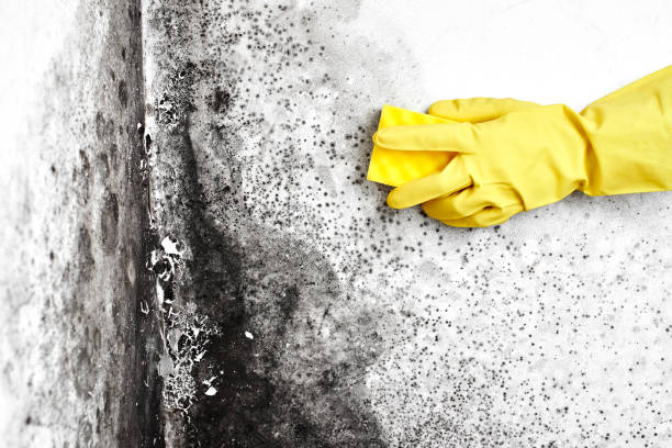 Best Commercial Mold Removal  in Abram, TX
