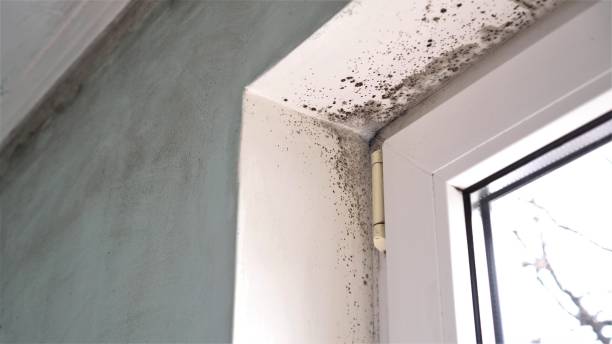 Home Mold Removal in Abram, TX