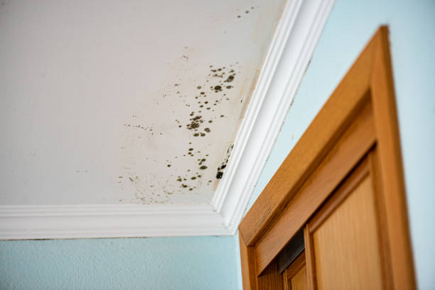 Best Same-Day Mold Removal  in Abram, TX