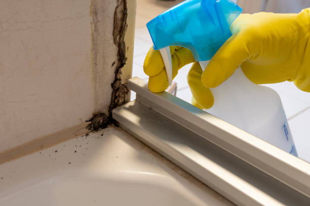 Best Toxic Mold Removal  in Abram, TX