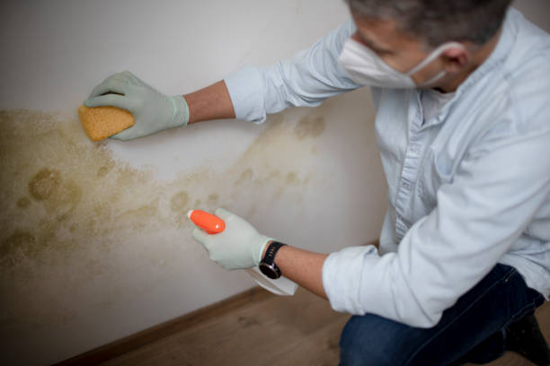 Best Local Mold Removal Service  in Abram, TX