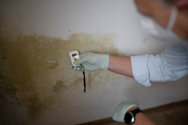 Best Commercial Mold Removal  in Abram, TX