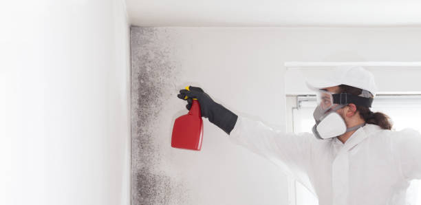 Best Emergency Mold Removal  in Abram, TX