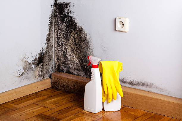 Mold Removal and Inspection in Abram, TX