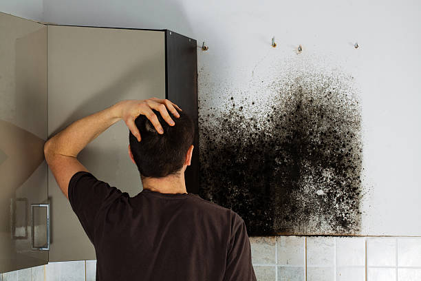 Best Affordable Mold Removal  in Abram, TX