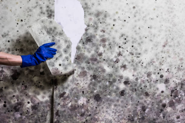 Attic Mold Removal in Abram, TX