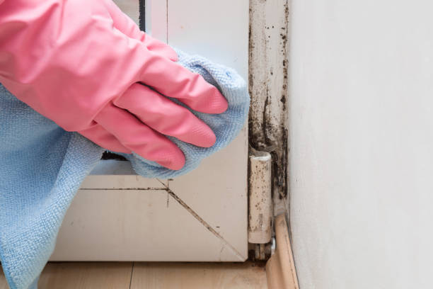 Best Local Mold Removal Service  in Abram, TX