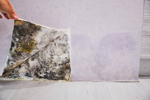 Best Commercial Mold Removal  in Abram, TX